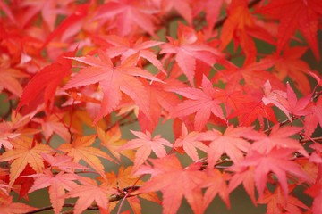 Naklejka na ściany i meble 秋の紅葉で感じる四季 Autumn Leaves
