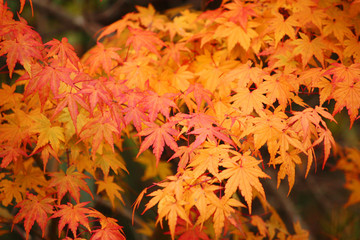 秋の紅葉で感じる四季 Autumn Leaves