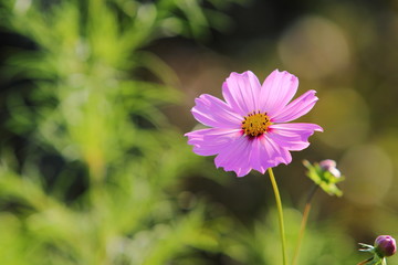 Obraz premium コスモス