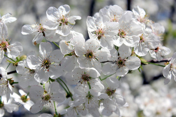branch of blossoming cherry