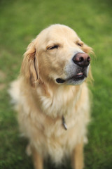 Golden Retriever sitting with his eyes closed