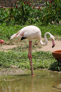  Greater Flamingo (Phoenicopterus roseus)