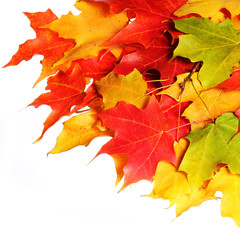 Autumn Maple Leafs over white background. Fall.