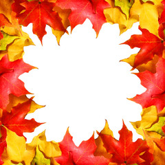 Maple leaves border with space. Colored autumn leafs isolated