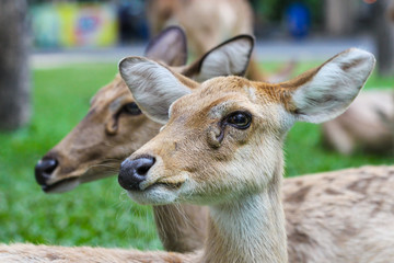 Female Eld's deer