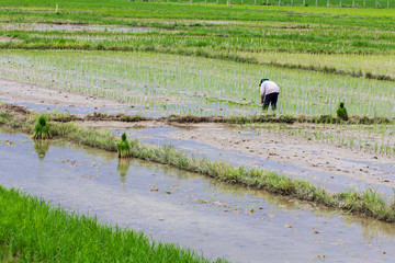 Thai farmer planting on the rice field