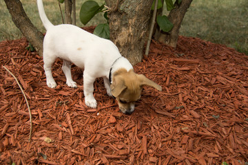 Jack Russell in garden