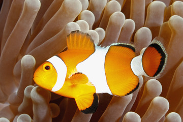 Clown Anemonefish