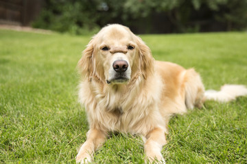 Golden Retriever with his treat on his nose