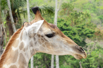 Giraffe