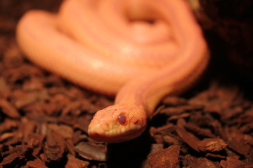 Fototapeta premium Grass Snake is molting - Ringelnatter