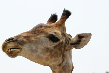 Fototapeta premium Żyrafa