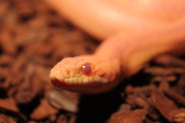 Grass Snake is molting - Ringelnatter