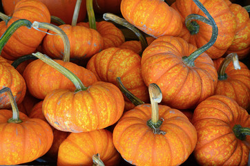 Cute little pumpkins at market