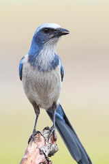 Endangered Florida Scrub-Jay