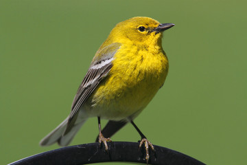 Pine Warbler (Dendroica Setophaga pinus)