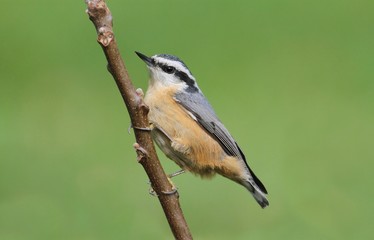 Red-breasted Nuthatch On A Perch