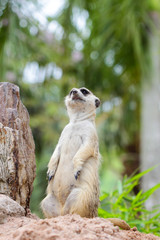 Meerkat