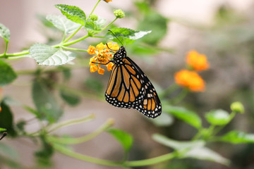 Monarch Butterfly