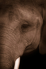 Portrait of an Elephant