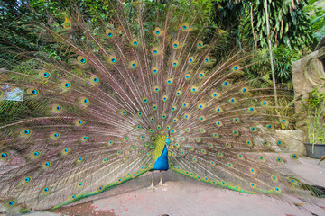 Obraz premium Portrait of beautiful peacock with feathers out