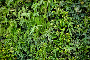 Vertical Garden