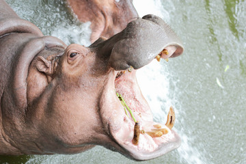 Hippopotamuses showing huge jaw and teeth.