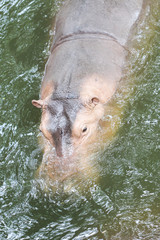 Fototapeta premium hippopotamus