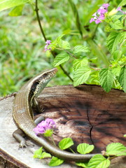 Skink in clumps of flowers