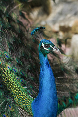 Obraz premium Portrait of beautiful peacock with feathers out
