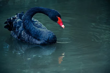 Fotobehang Dark swan on blue lake © Katerinjiyuu