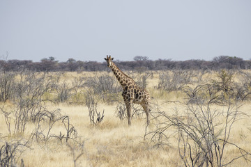 Giraffa