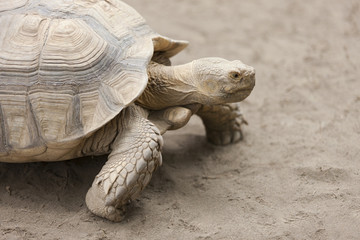 ケヅメリクガメ