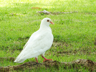 White pigeon on the grass