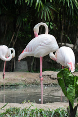  Greater Flamingo (Phoenicopterus roseus)
