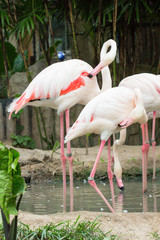  Greater Flamingo (Phoenicopterus roseus)
