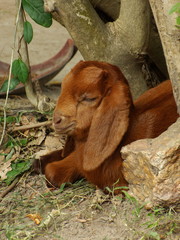 portrait of goat