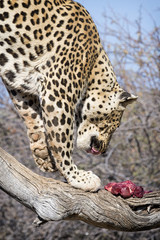 Leopardo