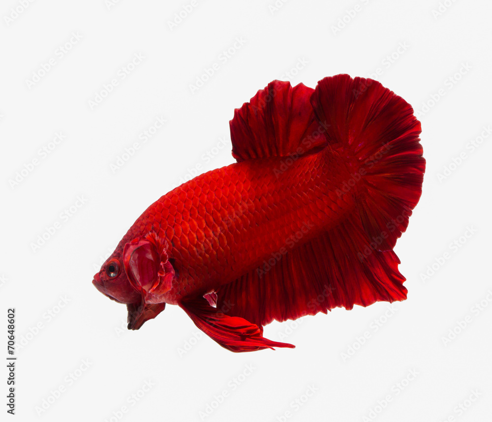 Wall mural siamese fighting fish , betta isolated on white background.