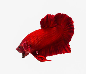 siamese fighting fish , betta isolated on white background.