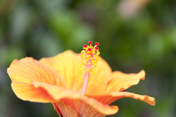 ハイビスカスの花