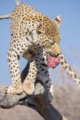 Leopardo