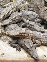 many crocodiles lying on the cement floor with opened fall