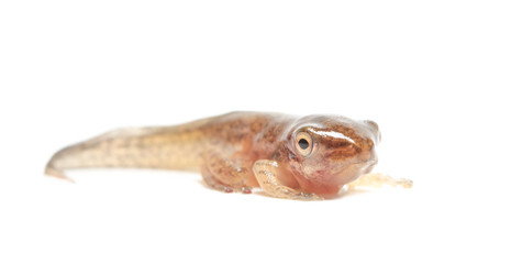 Tadpole in white background.