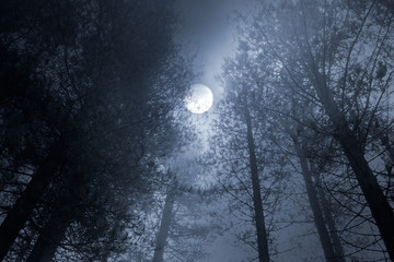 Forest full moon