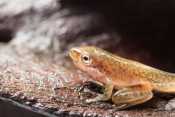 Tadpole