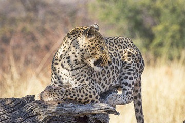 Leopardo