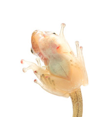 Tadpole in white background.