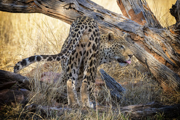 Leopardo