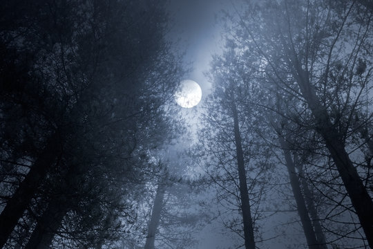 Forest full moon